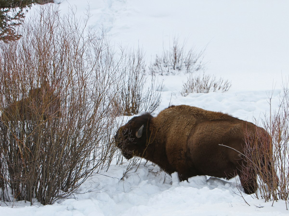 Bison broutant des saules enneigés près de Pebble Creek à Yellowstone