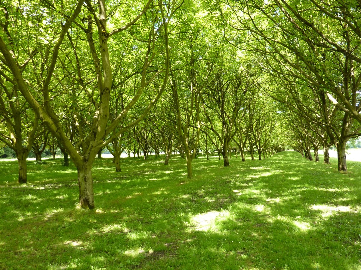 Allées de noyers alignés dans une noyeraie près de Moirans, en Isère
