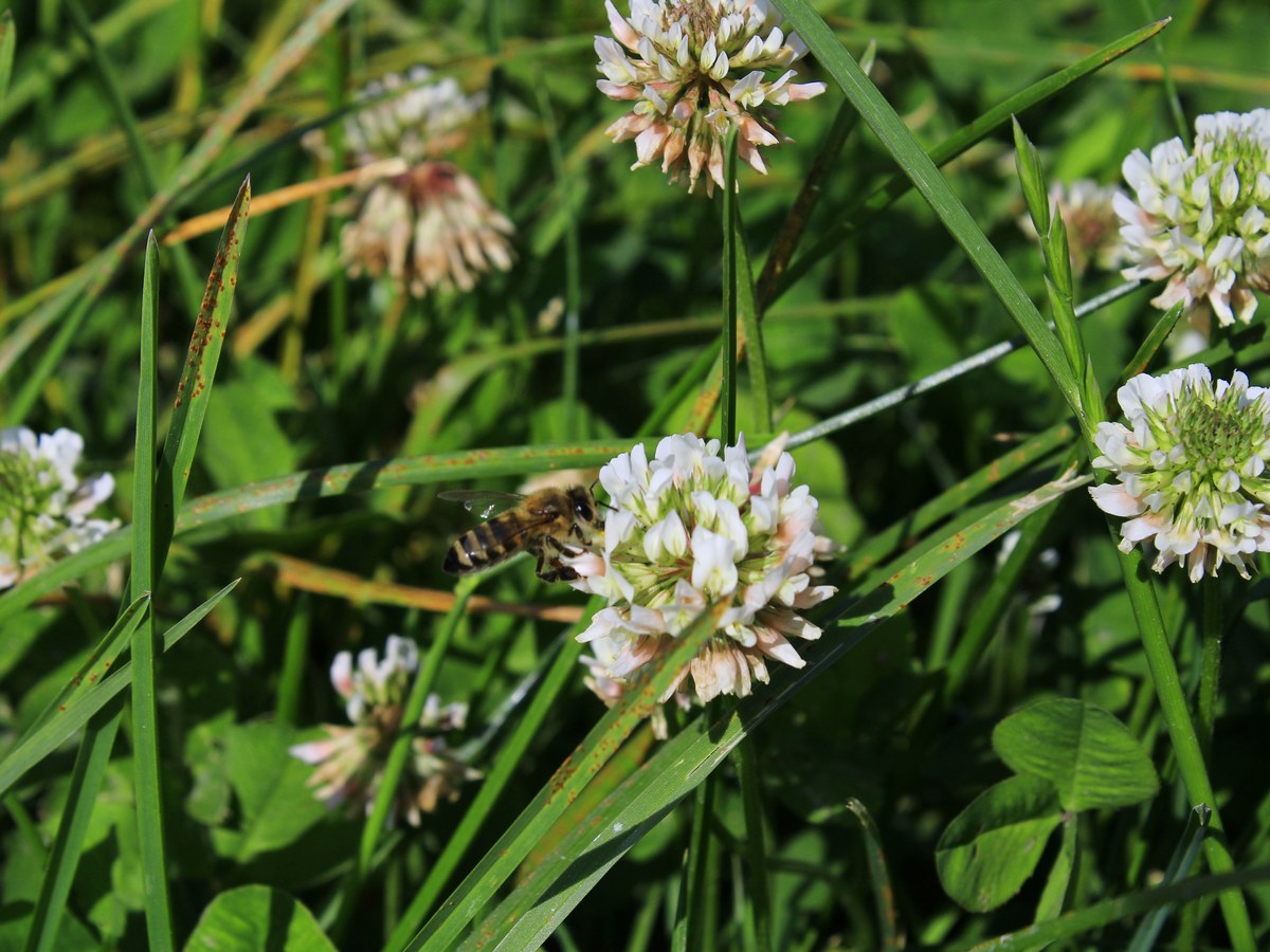 Abeille butinant une fleur de trèfle blanc parmi les herbes