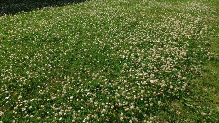 Pelouse couverte de fleurs de trèfle blanc et de pâquerettes en fin de printemps