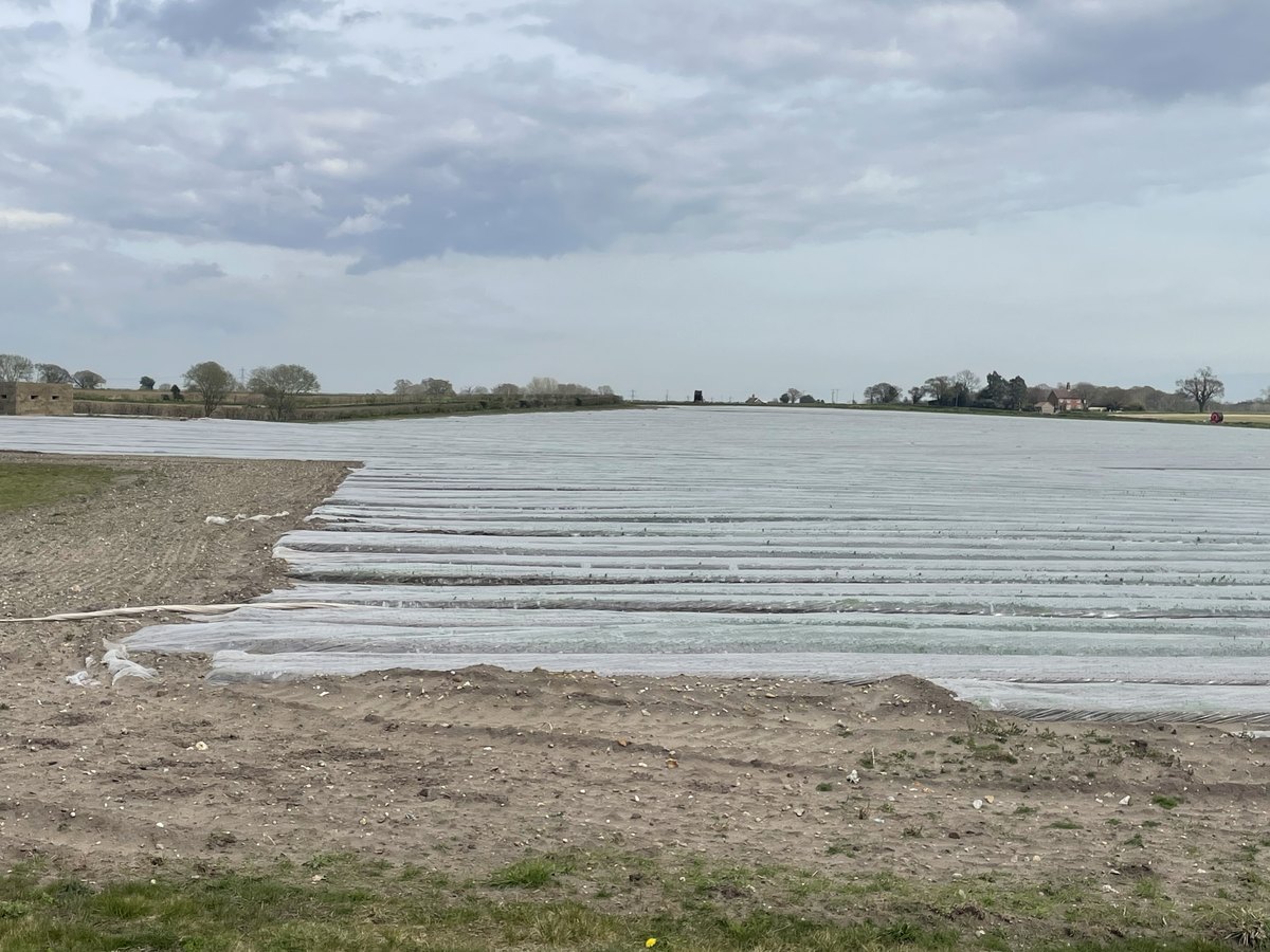 Champ couvert de longues bandes de voile horticole blanc pour protéger les cultures