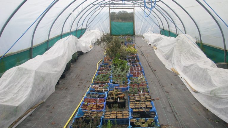 Tunnel de pépinière où des rangées de plantes en pot sont couvertes d'un voile d'hivernage blanc