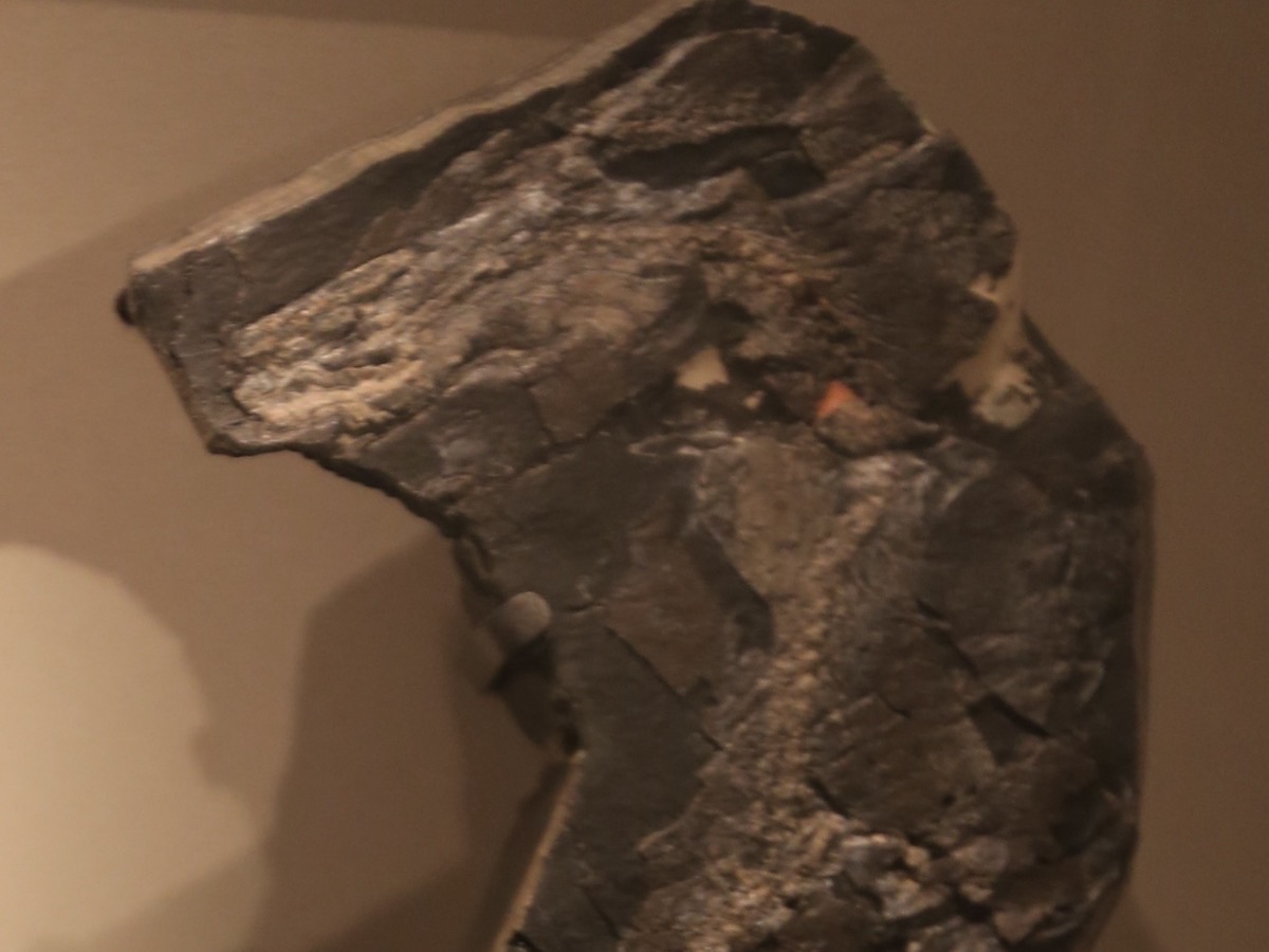 Dalle de calcaire sombre portant un squelette fossile allongé, présentée sur un mur de musée