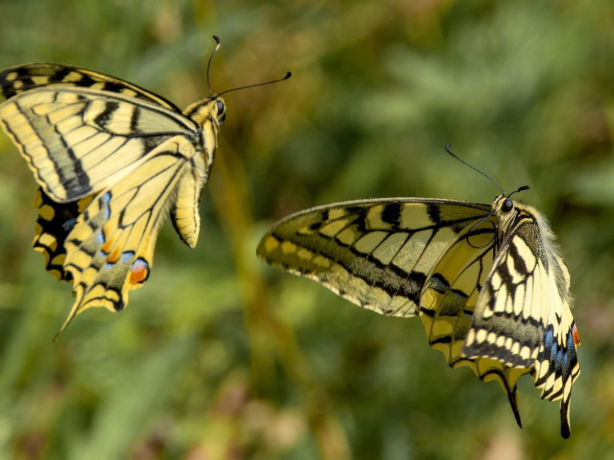 Deux machaons en vol, ailes déployées, rayures noires sur fond jaune et queues visibles sur les ailes postérieures