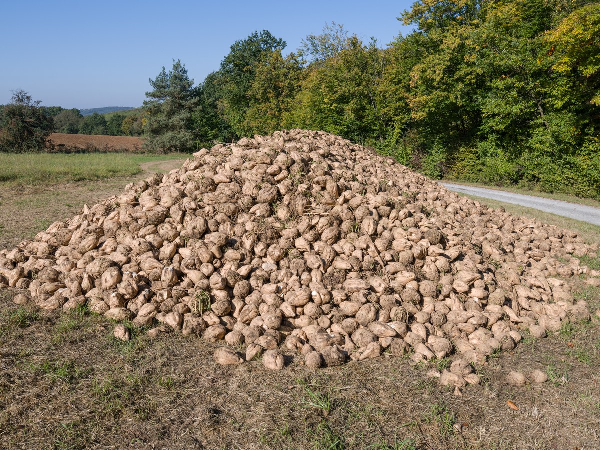 Tas de betteraves sucrières déposé en bordure de champ, le long d’une route de campagne