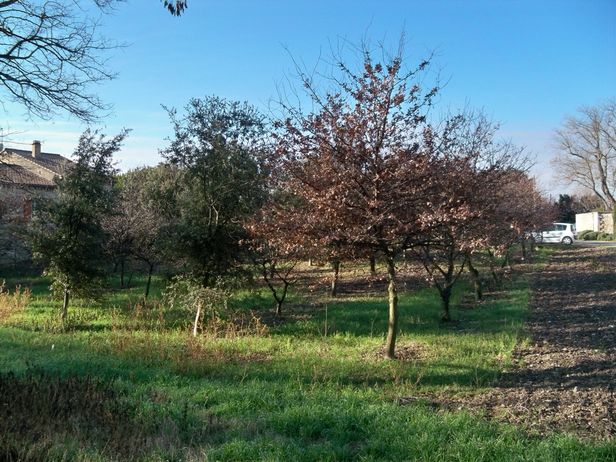 Jeunes arbres espacés dans une parcelle enherbée, sol nu travaillé sur le côté droit