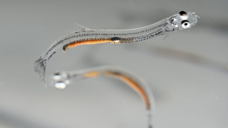 Deux juvéniles de hareng transparents, vus de profil en gros plan dans l'eau