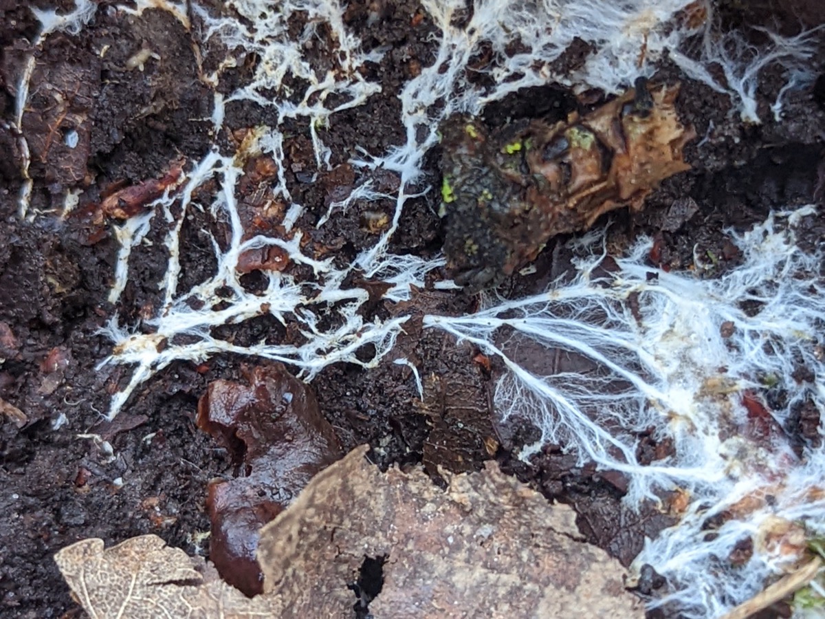Filaments blancs de mycelium d un champignon courant a la surface du sol d une foret