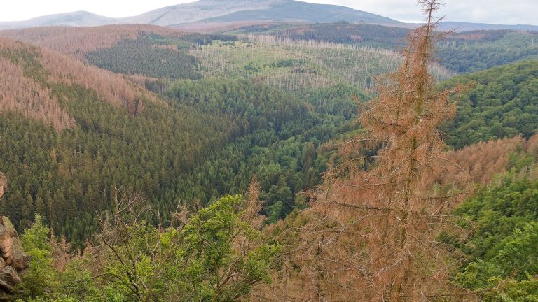 Versant forestier où des conifères roux et secs se mêlent aux épicéas encore verts, dans un paysage de moyenne montagne