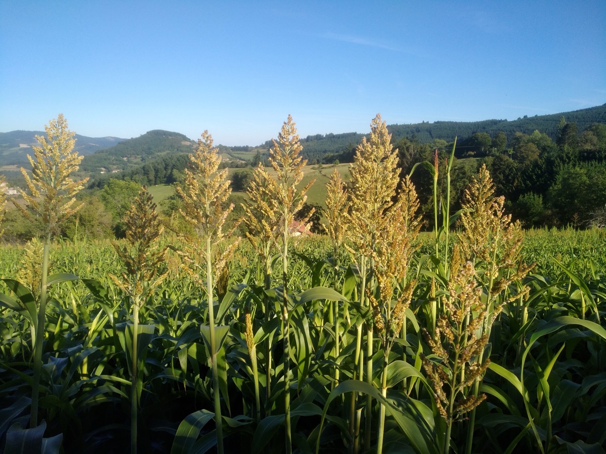 Rangs de sorgho en fleur devant un paysage de collines boisées