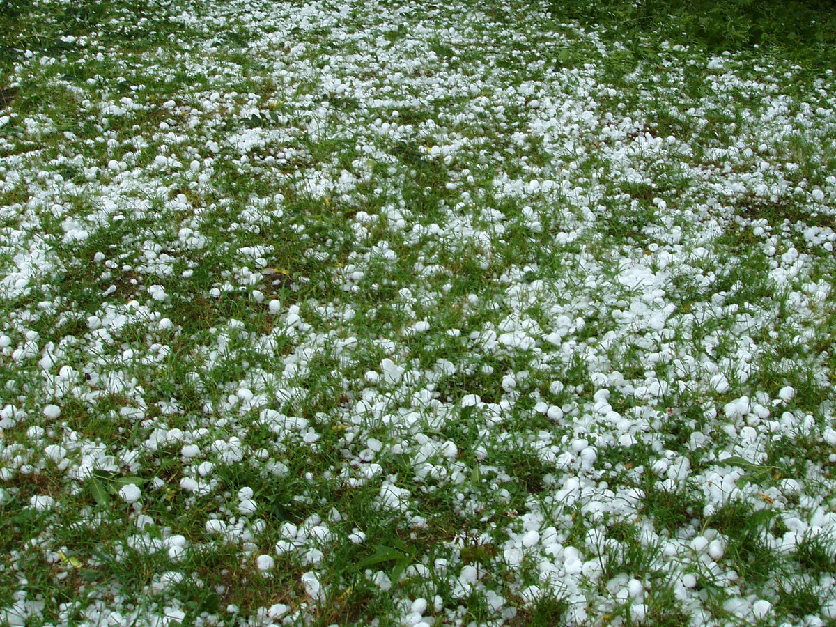 Pelouse entièrement recouverte de grêlons blancs mêlés aux brins d'herbe