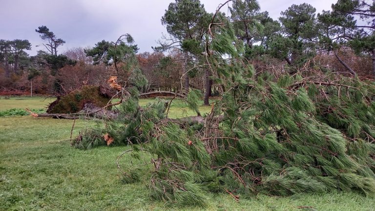Pin déraciné et couché en travers d'une prairie, branches encore vertes, sous un ciel gris