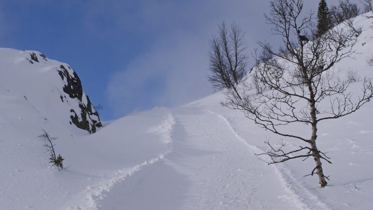 Neige soulevée par le vent au-dessus d'une crête enneigée, un bouleau dénudé au premier plan