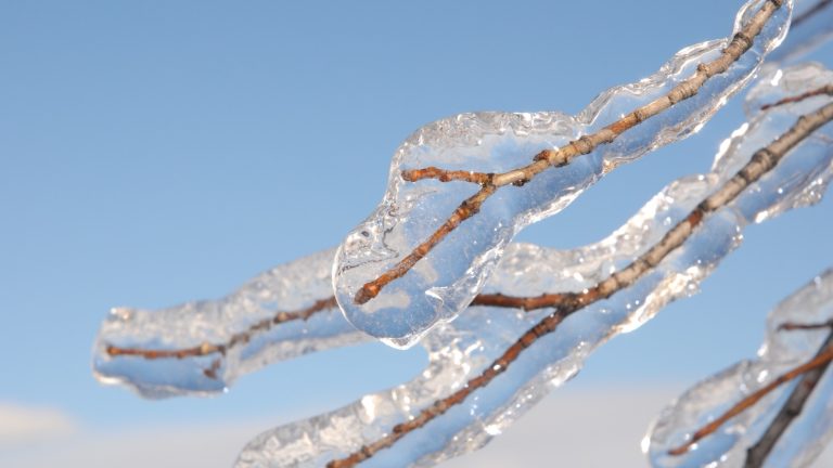 Rameaux fins entièrement enrobés d'une gaine de glace transparente, détachés sur un ciel bleu