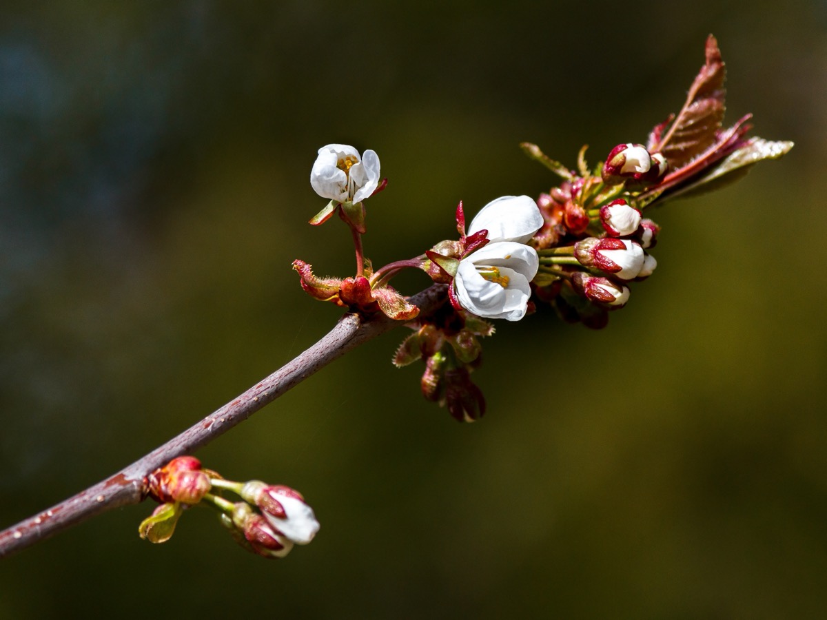 Rameau de merisier portant des boutons floraux rouges et trois fleurs blanches ouvertes