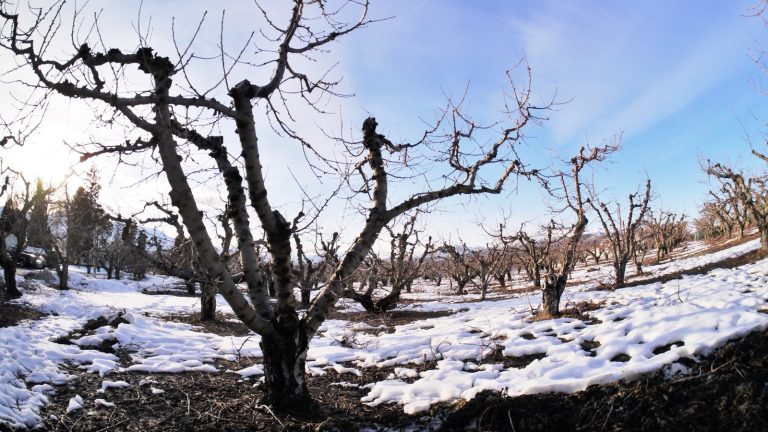 Verger de cerisiers aux branches nues en fin d'hiver, sol encore couvert de plaques de neige
