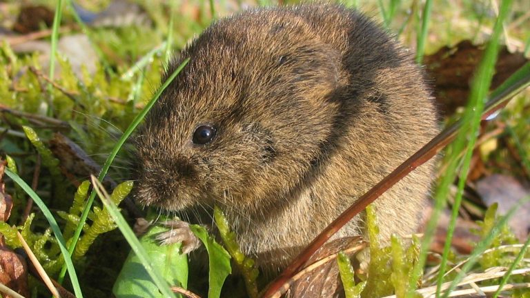Campagnol des champs au pelage brun jaunâtre, assis dans une touffe d'herbe et de mousse