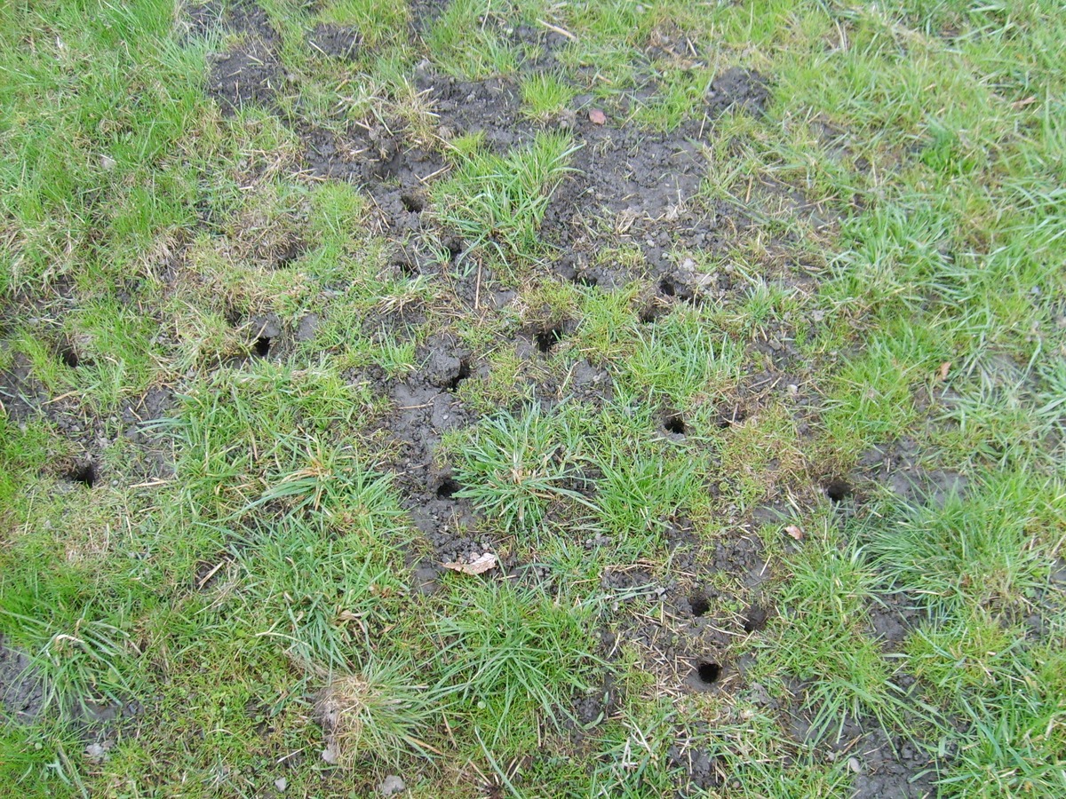 Petits trous ouverts dans une prairie rase, entre des touffes d'herbe et des plaques de terre nue