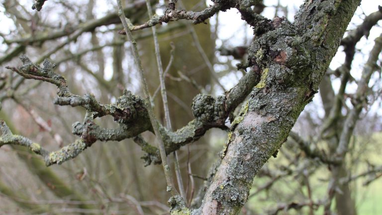 Branches de pommier sans feuilles couvertes de renflements noueux et de lichens