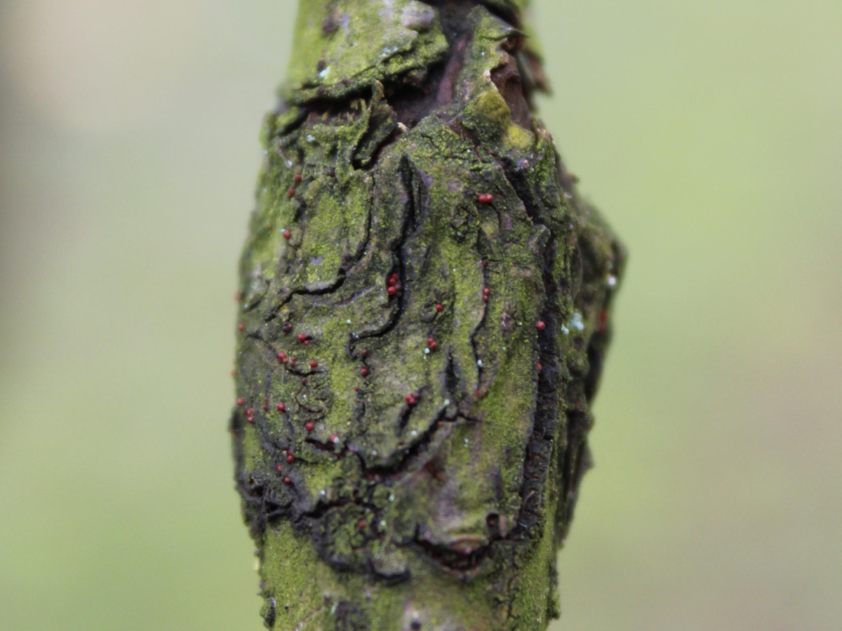 Petits points rouges alignés sur une plaie d'écorce brune, le long d'un jeune rameau vert