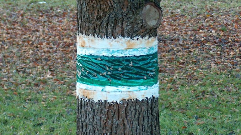 Anneau de glu verte posé autour du tronc d'un arbre, entre deux bandes de papier blanc, avec de petits insectes pris dedans