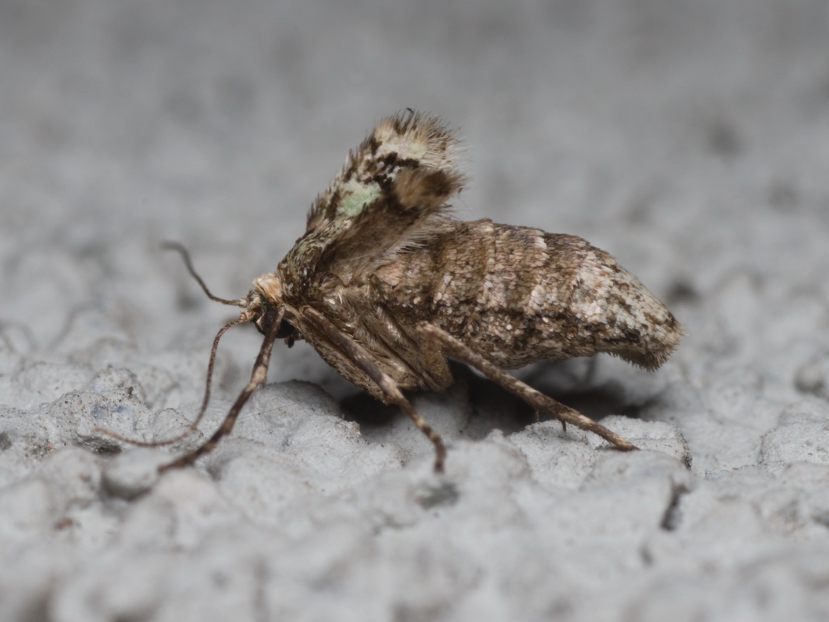 Papillon femelle brun aux ailes réduites à des moignons, posé sur un enduit gris rugueux