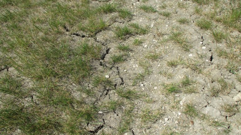 Sol nu desséché, parcouru de fentes, entre des touffes d'herbe rase