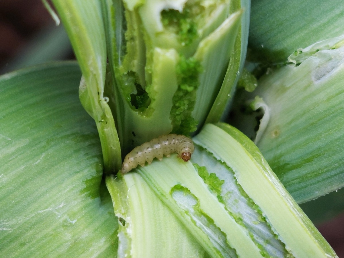 Chenille claire logée au cœur d'un poireau dont les feuilles centrales sont rongées