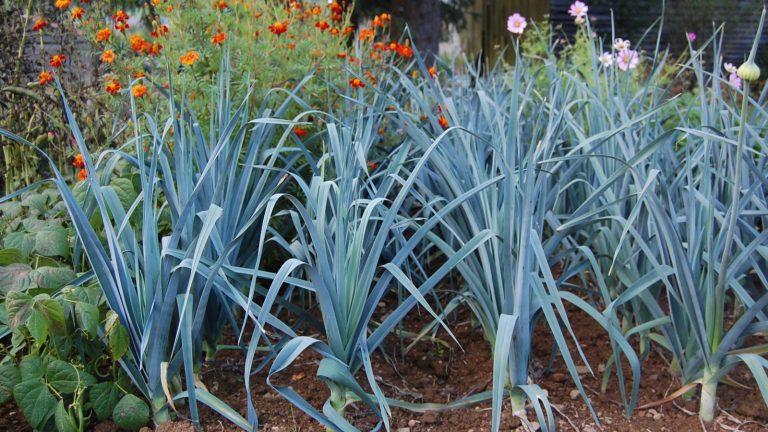 Rang de poireaux aux feuilles bleutées dans un potager, devant un massif d'œillets d'Inde orange