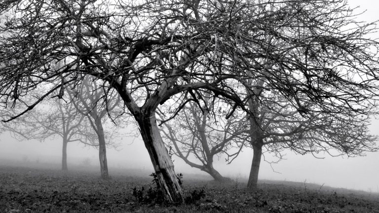 Arbres fruitiers sans feuilles dans un verger pris dans le brouillard, branches enchevêtrées au-dessus d'une prairie