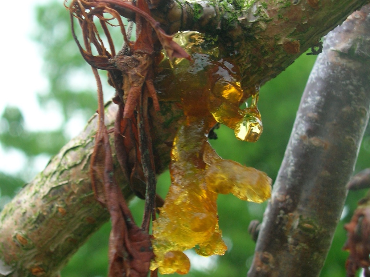 Écoulement de gomme ambrée sur une branche de cerisier, avec des feuilles brunies et desséchées