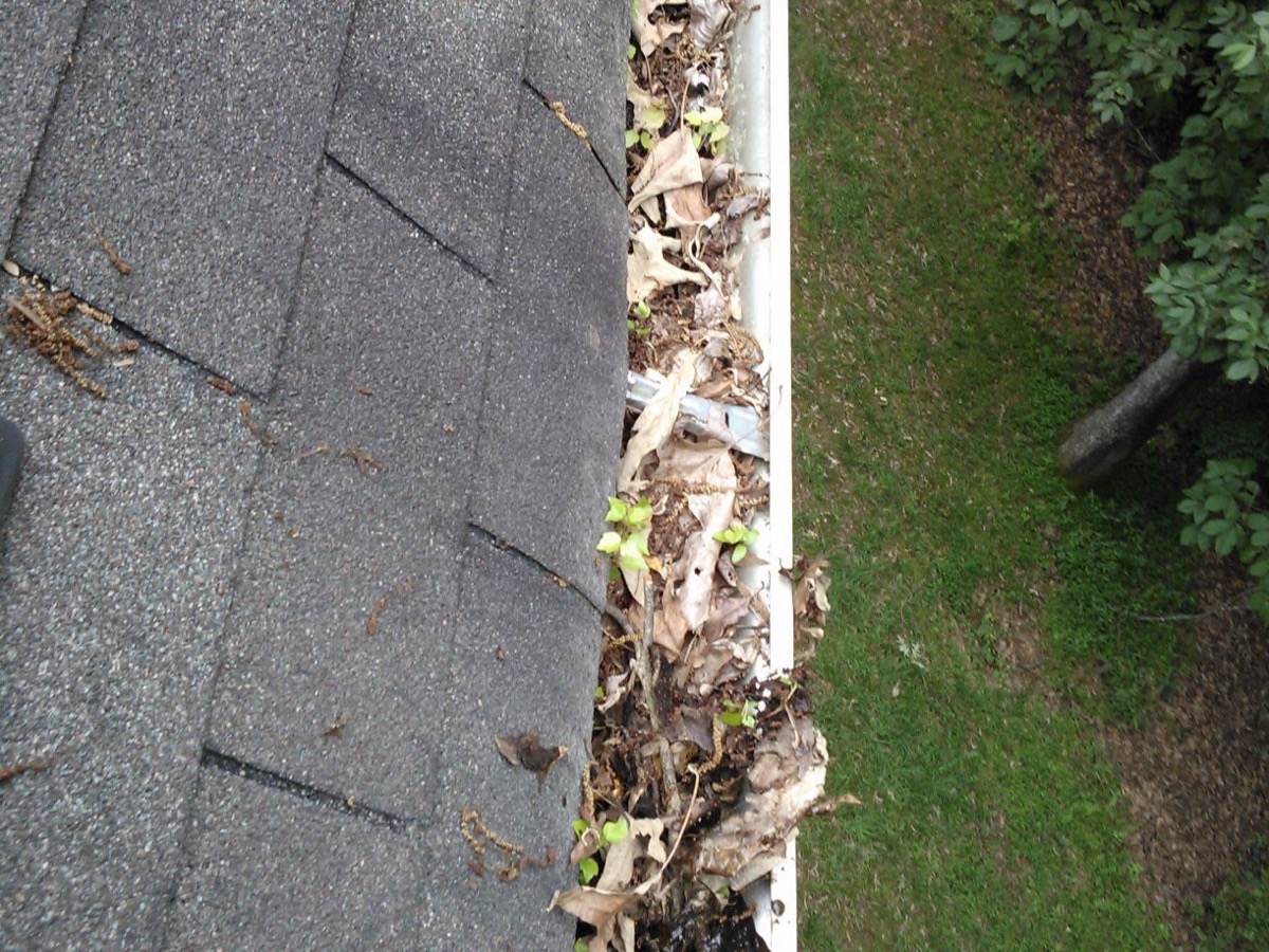 Gouttière d'une maison remplie de feuilles mortes en décomposition, avec de jeunes pousses vertes qui y germent