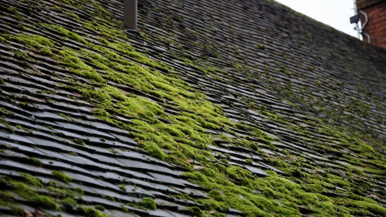 Toit couvert de tuiles plates anciennes largement envahies par la mousse après une pluie