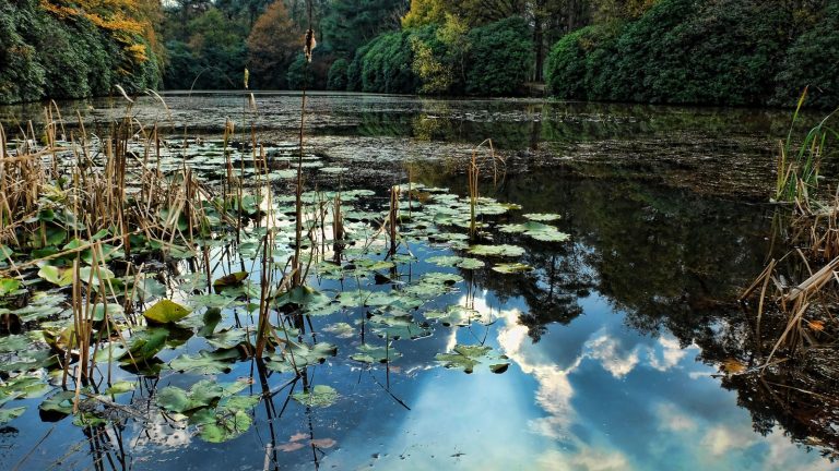 Feuilles de nénuphars et roseaux secs sur un étang en automne, les arbres de la rive reflétés dans l'eau