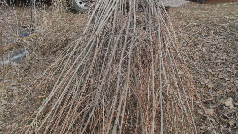 Fagot de longs rameaux sans feuilles posé au sol, écorce claire, prêts à être recoupés en boutures
