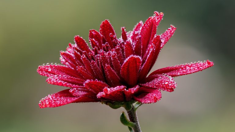 Fleur de chrysanthème rouge sombre couverte de gouttes de rosée, sur sa tige, devant un fond vert flou
