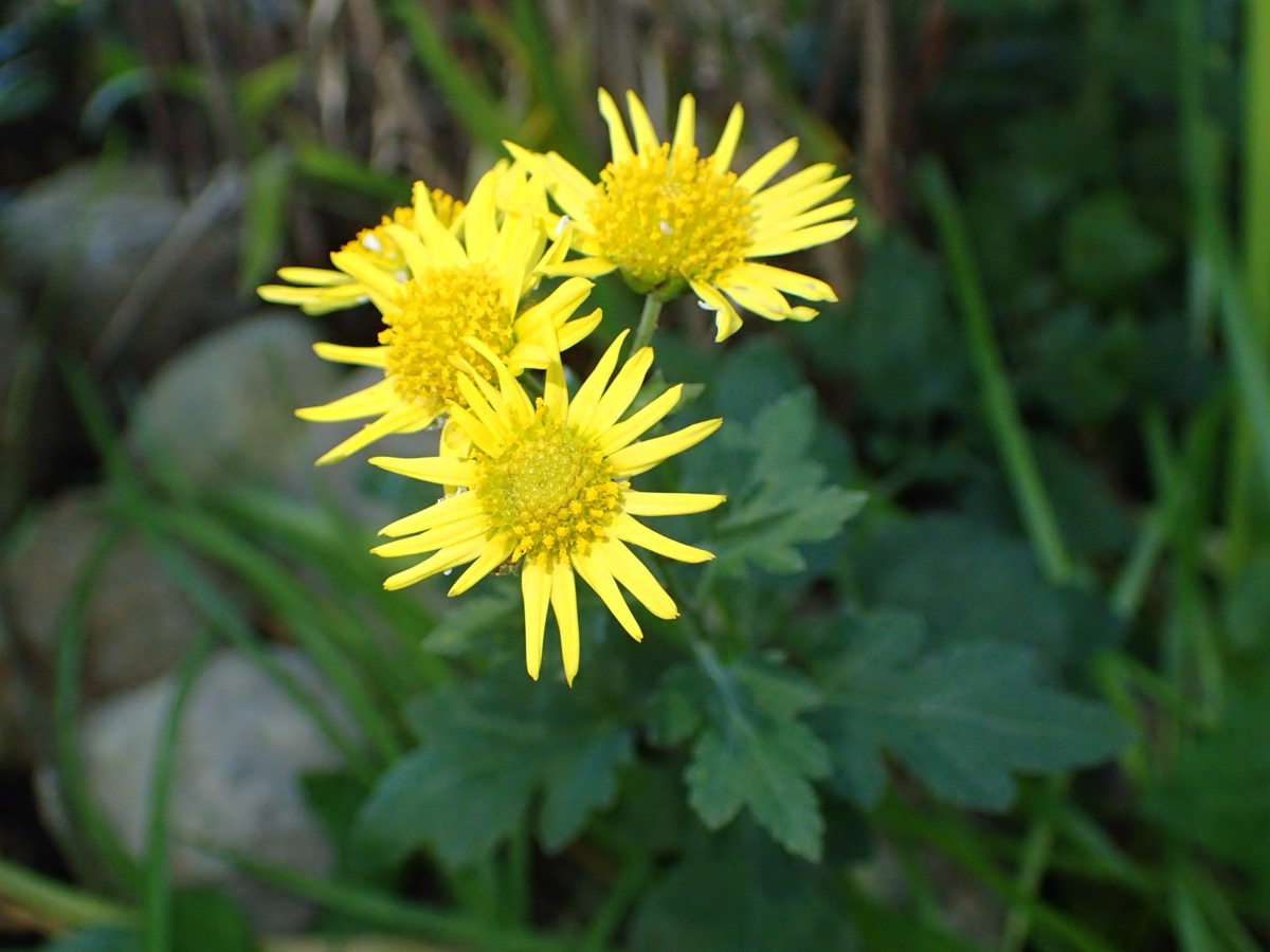 Trois capitules jaunes à pétales fins d'un chrysanthème sauvage, feuillage découpé vert sombre au-dessus de pierres