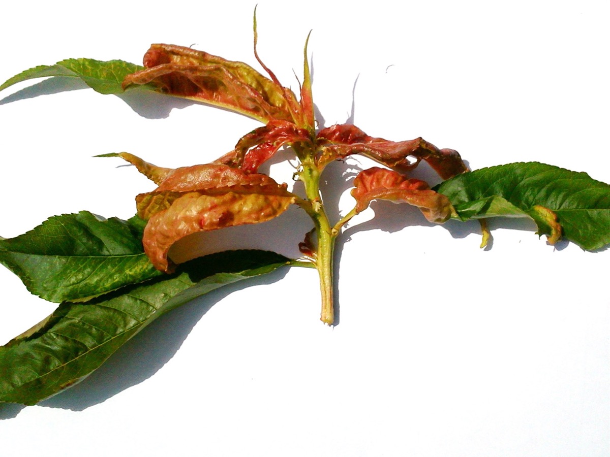 Rameau de pêcher portant côte à côte des feuilles vertes saines et des feuilles rouges boursouflées