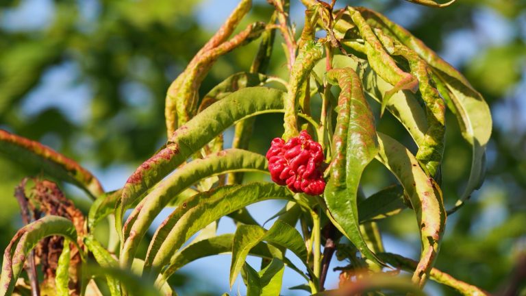 Rameau de pêcher aux feuilles gondolées et rougies, avec une excroissance rouge vif au centre