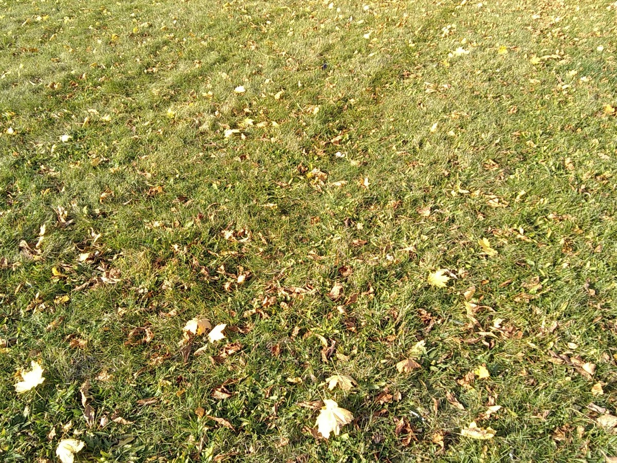 Gazon vert d'automne parsemé de feuilles mortes jaunes et brunes isolées