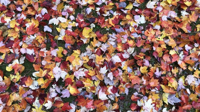 Tapis dense de feuilles d'érable rouges, orange et jaunes recouvrant entièrement une pelouse