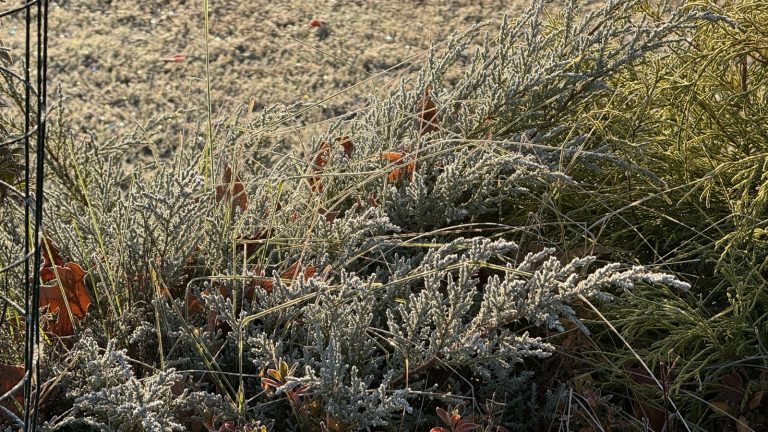 Feuillage de genévrier couvert de givre dans la lumière rasante du matin, feuilles mortes orangées au sol