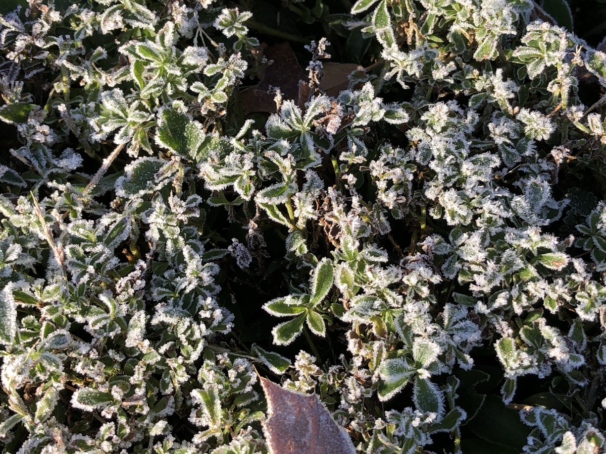 Cristaux de givre blancs sur des feuilles basses au ras d'une pelouse, une feuille morte brune au centre