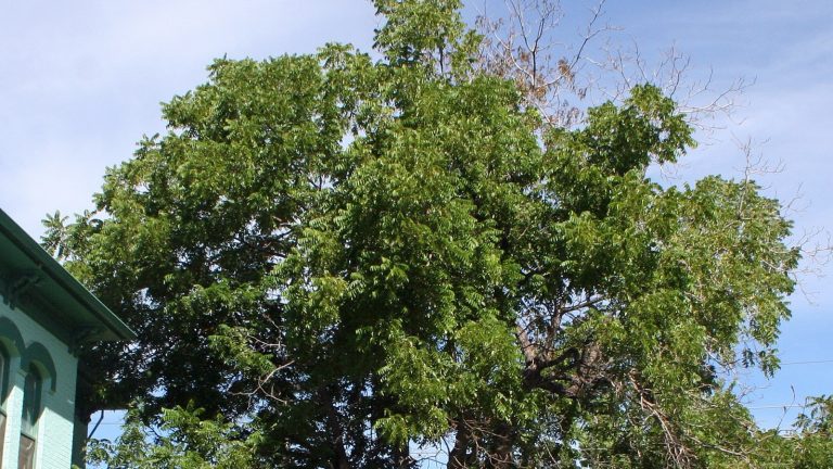 Houppier de noyer noir dont une partie des branches, à droite, a perdu ses feuilles et ne porte que des rameaux secs