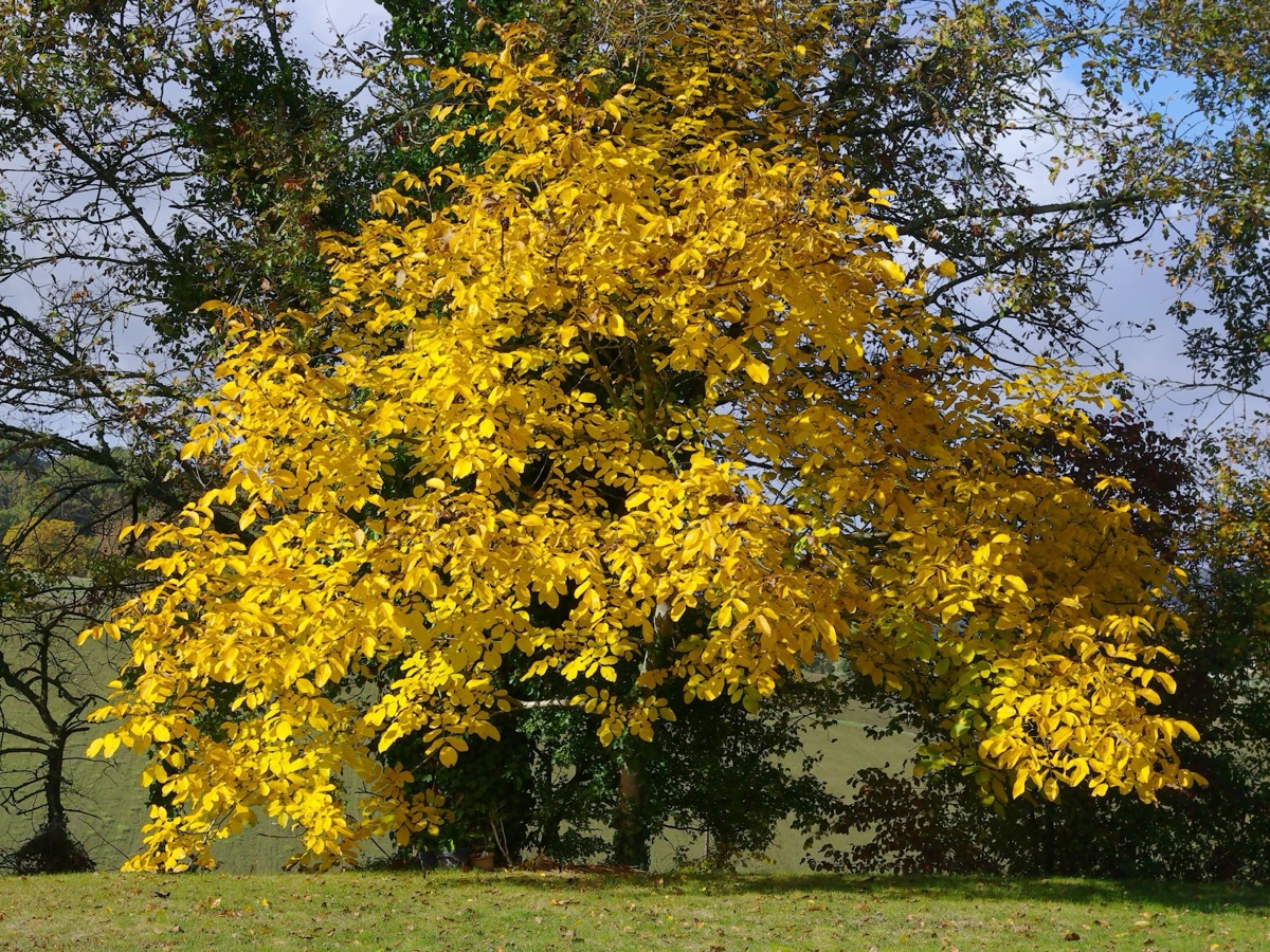 Noyer au feuillage entièrement jaune d'automne, isolé sur une pelouse