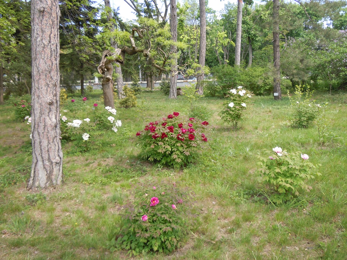 Massif de pivoines arbustives en fleurs, rouges et blanches, plantées sous de grands pins dans un jardin botanique