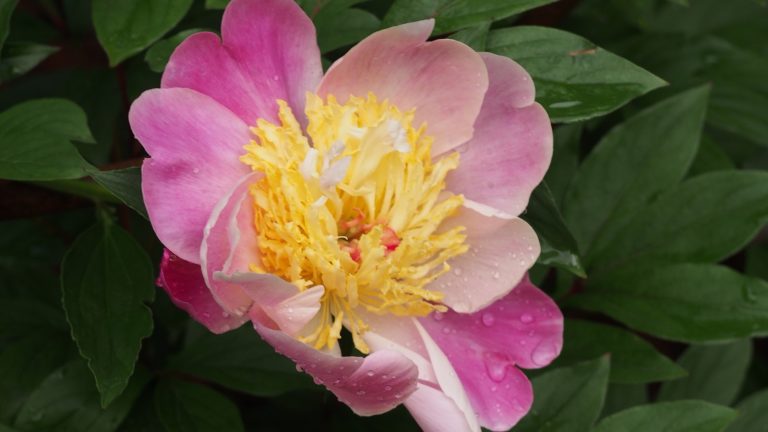 Fleur de pivoine herbacée rose pâle largement ouverte, coeur d'étamines jaunes, au milieu d'un feuillage vert sombre