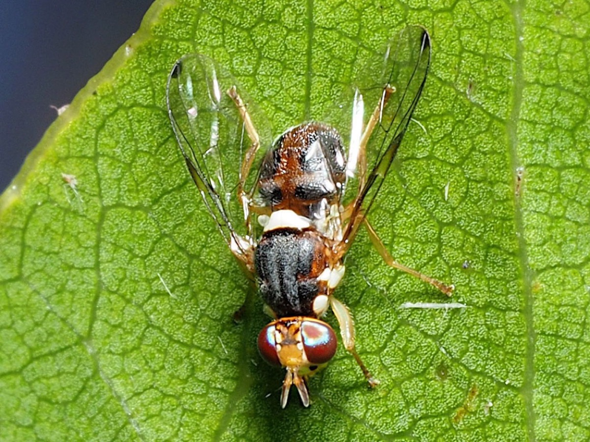 Mouche de l'olive posée sur une feuille verte, abdomen sombre et yeux rouges
