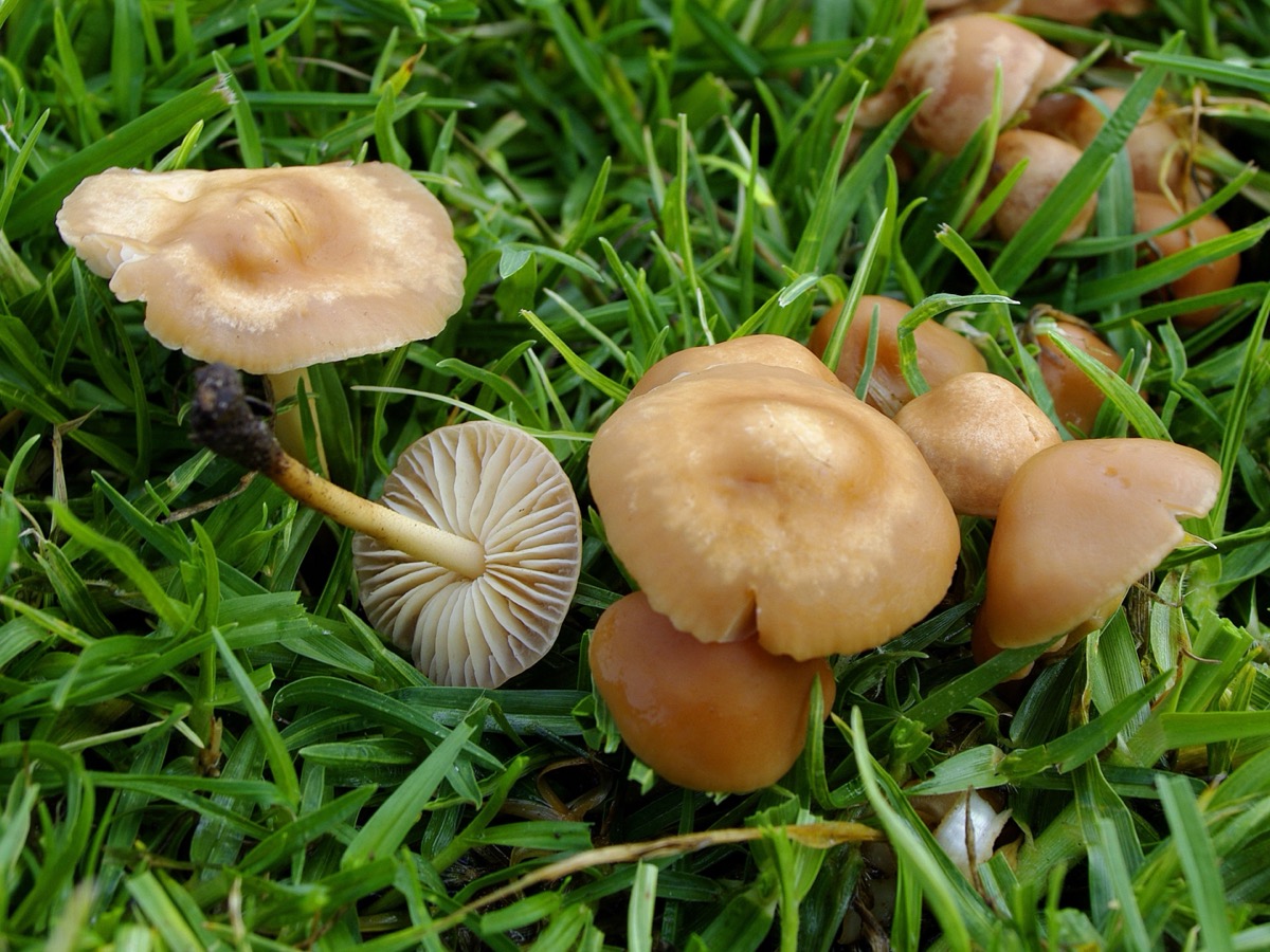 Petits champignons brun clair à chapeau convexe poussant dans un gazon, l'un retourné montrant ses lames