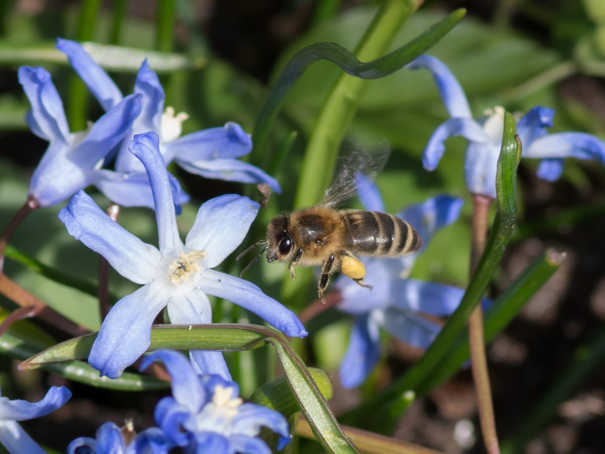 Abeille domestique en vol au milieu de fleurs bleues de scille, une pelote de pollen jaune sur la patte